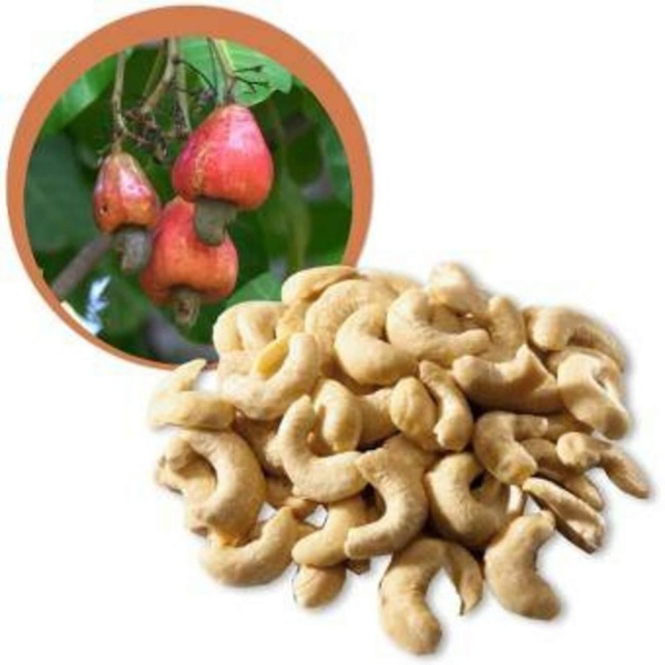 Kešu BIO RAW 1000 g jsou skvělá volbou pro dlouhotrvající pocit sytosti - 